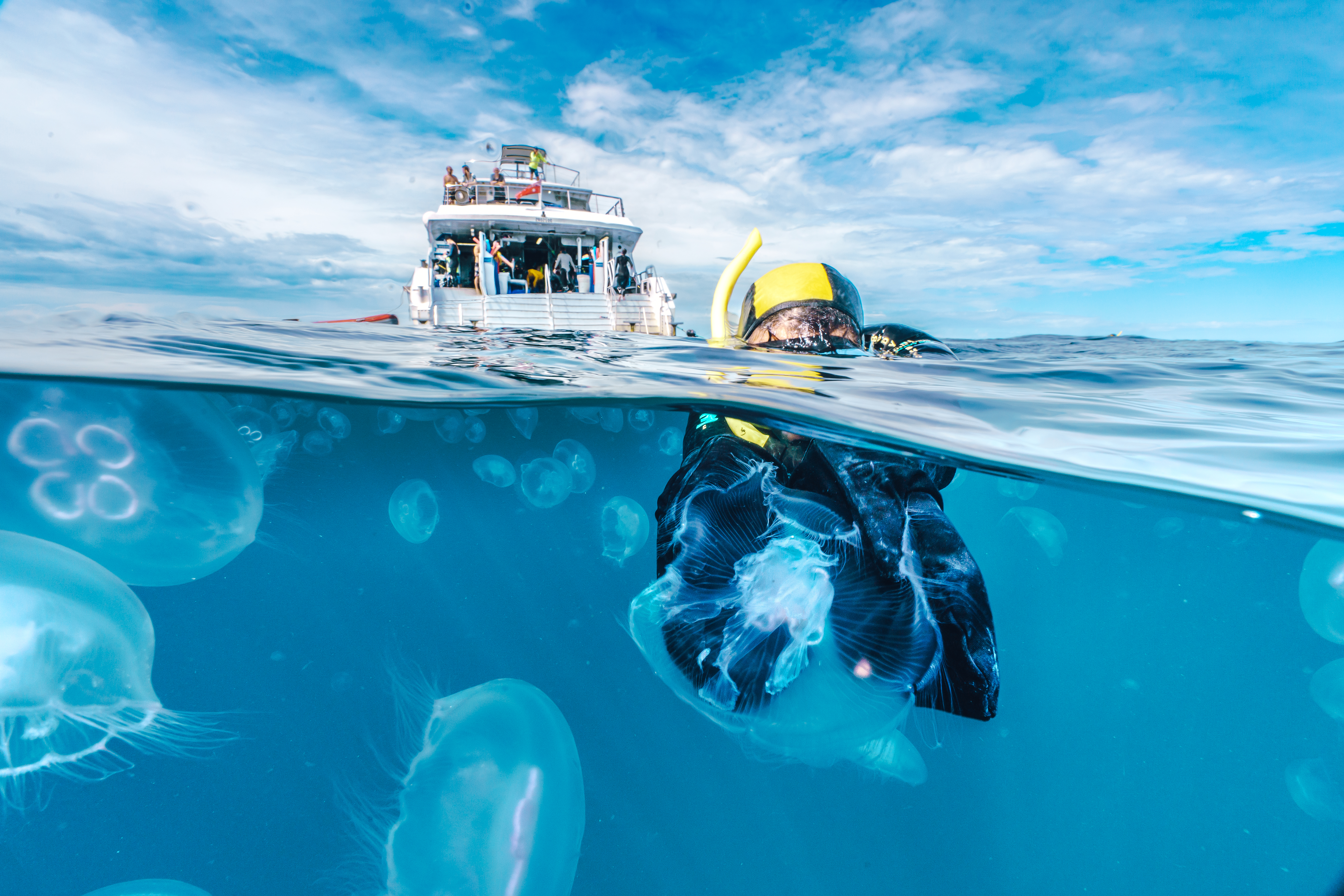 A woman is swimming in the ocean with jellyfish surrounding him. The jellyfish are in various sizes and are scattered throughout the water. The woman is wearing a yellow snorkel and a black wetsuit